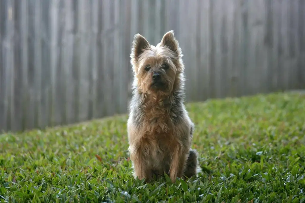 Best Wireless Dog Fence For Large Acreage