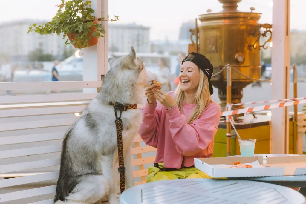 Can Dogs Eat Pizza Crust?