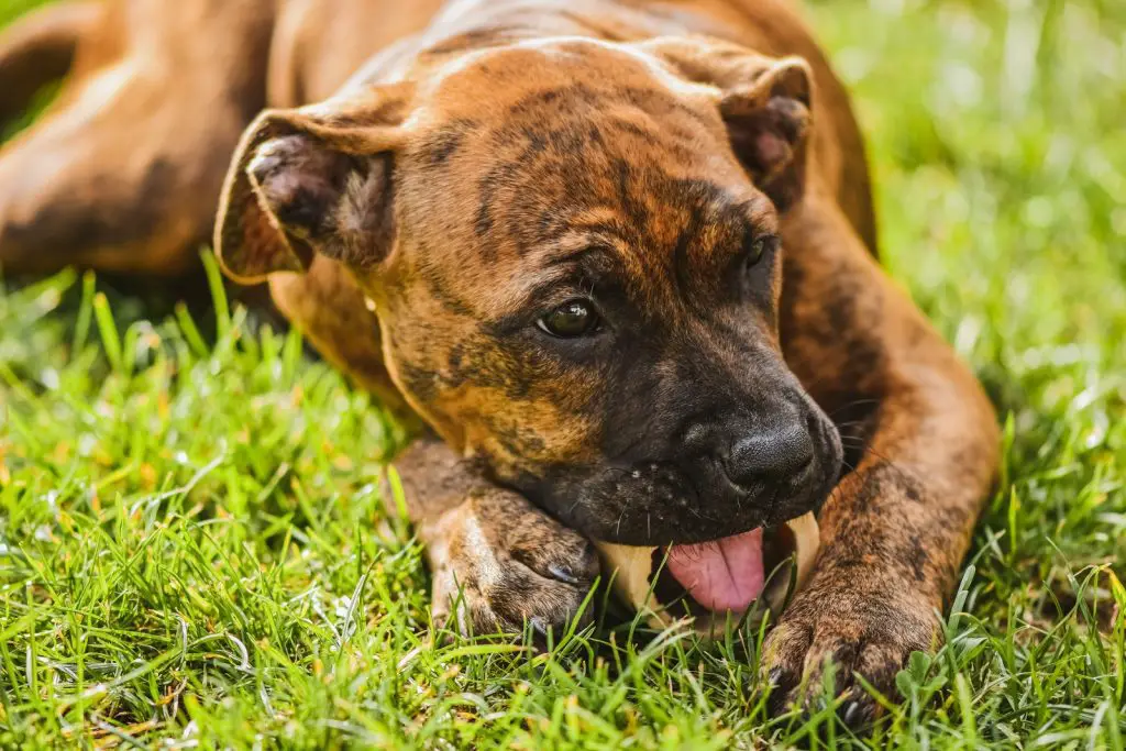 Can Dogs Eat Avocado