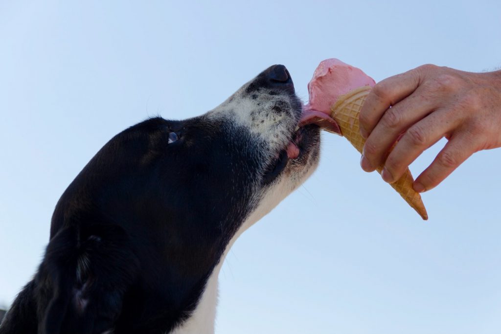 Can Dogs Eat Dairy?