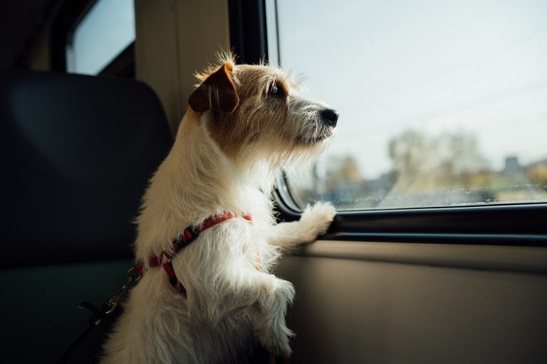 How to Travel the World with Your Pet – Here are the Tricks