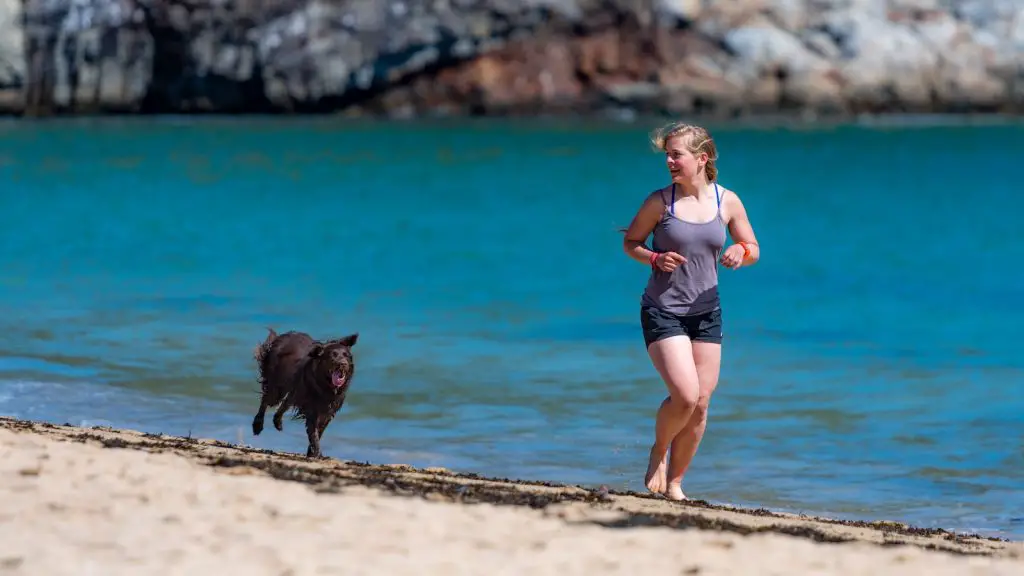 Best Dog Repellent For Runners