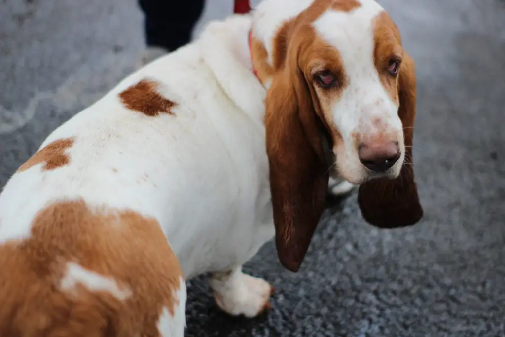 Why Do Basset Hounds Stink?