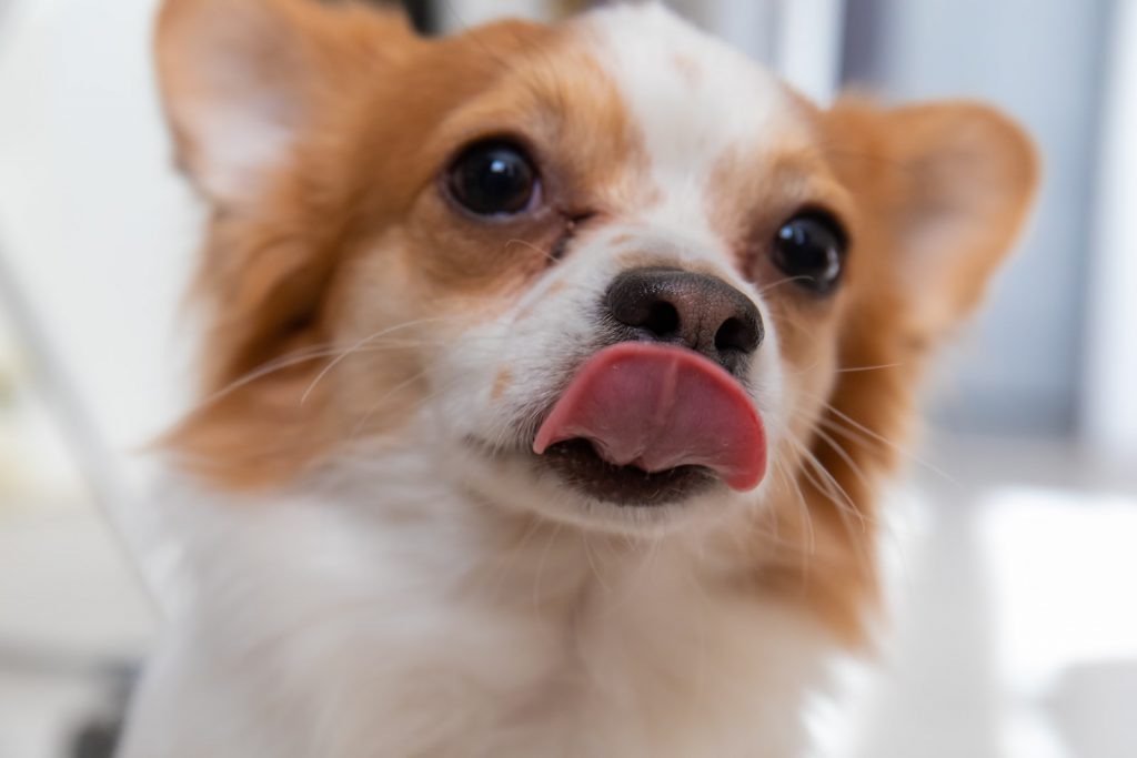 dog sticking it's tongue out