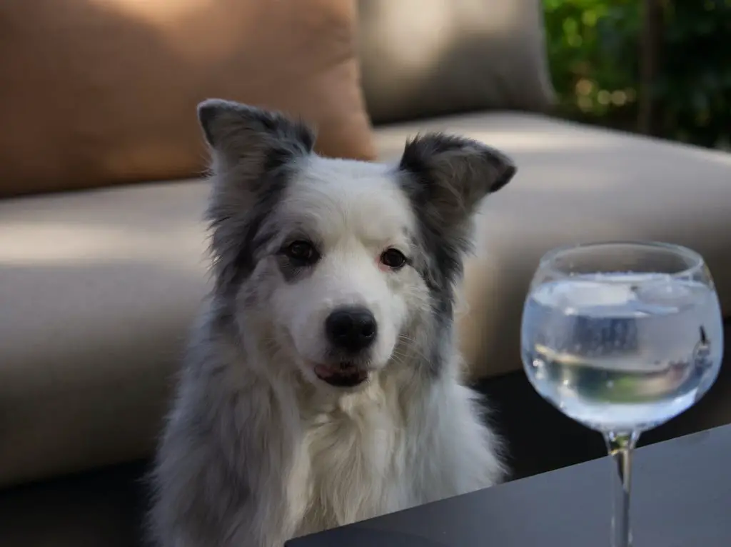 Dog Lovers Can Share A Pint With Their Pooch