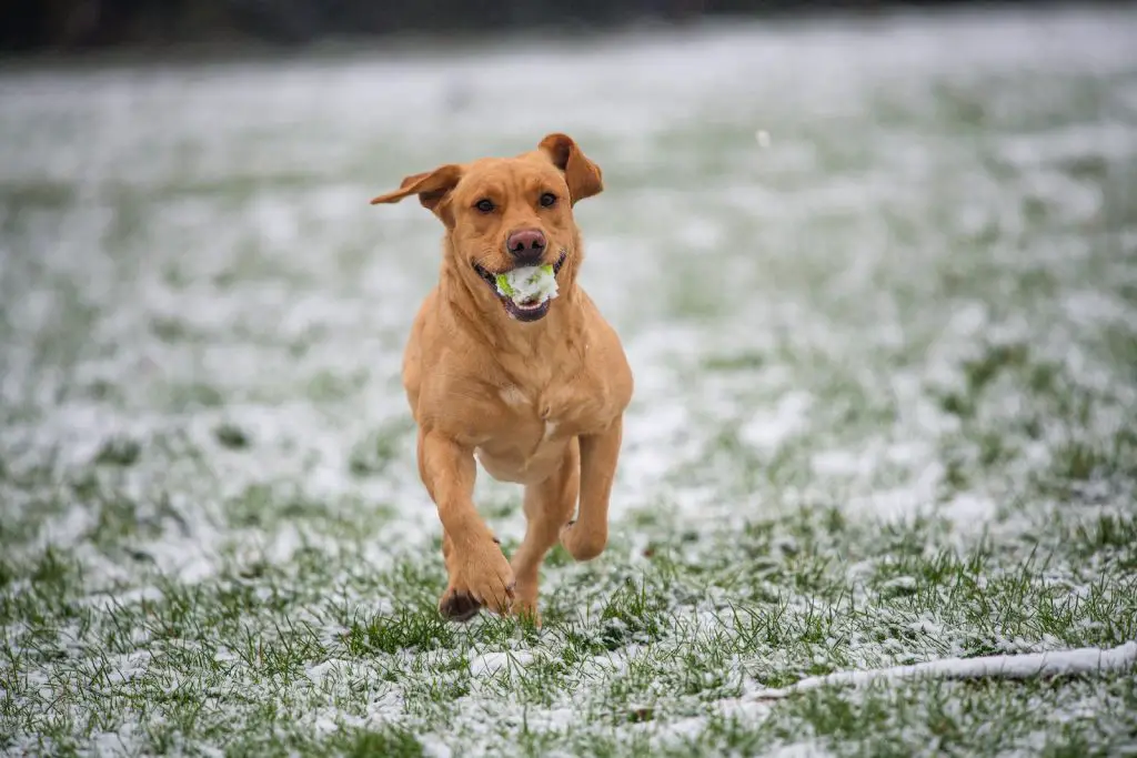 Best Dog Repellent For Cyclists