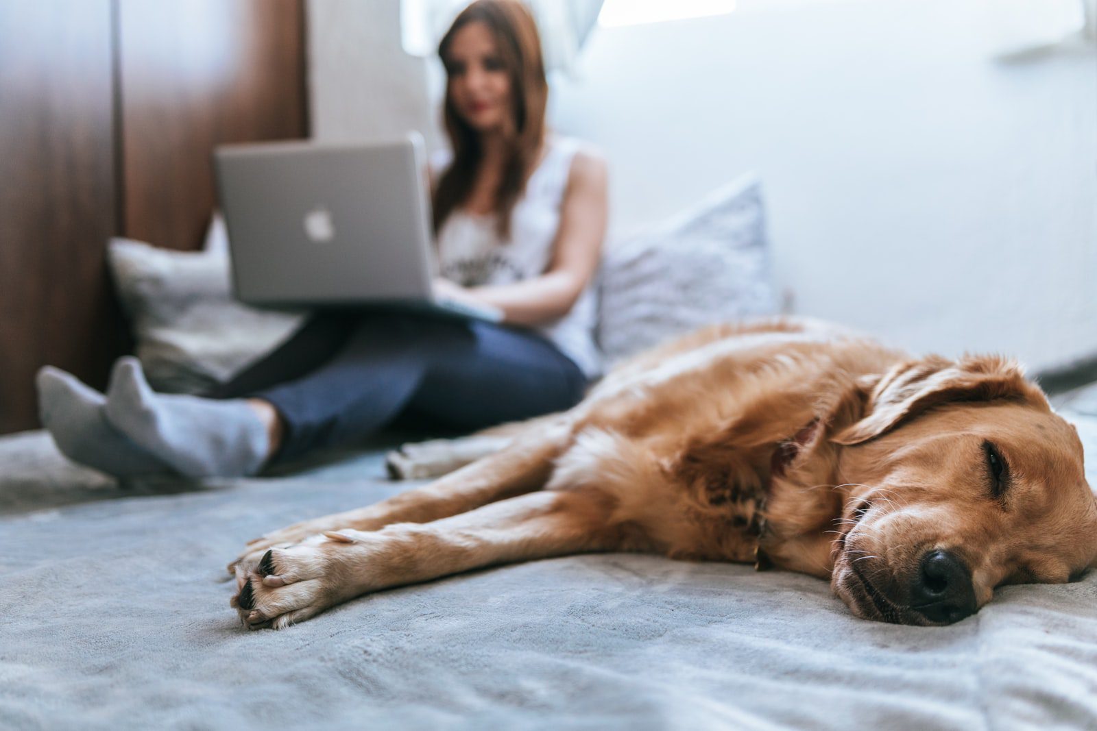 How To Write An Effective Pet Resume If You Are Renting