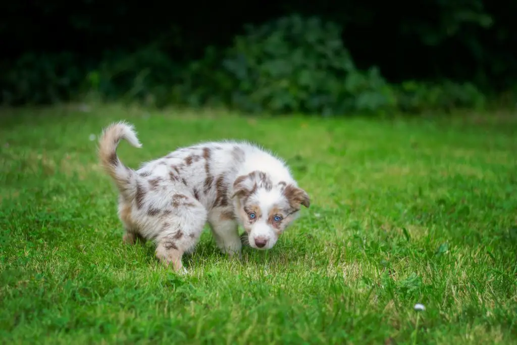 How To Train a 2-Month Old Puppy