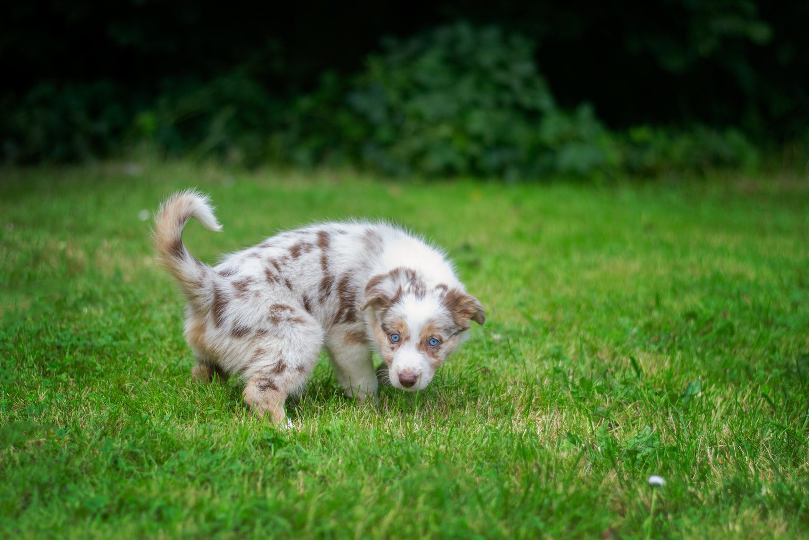 My Dog Peed On My Weighted Blanket at Raymond Lamb blog