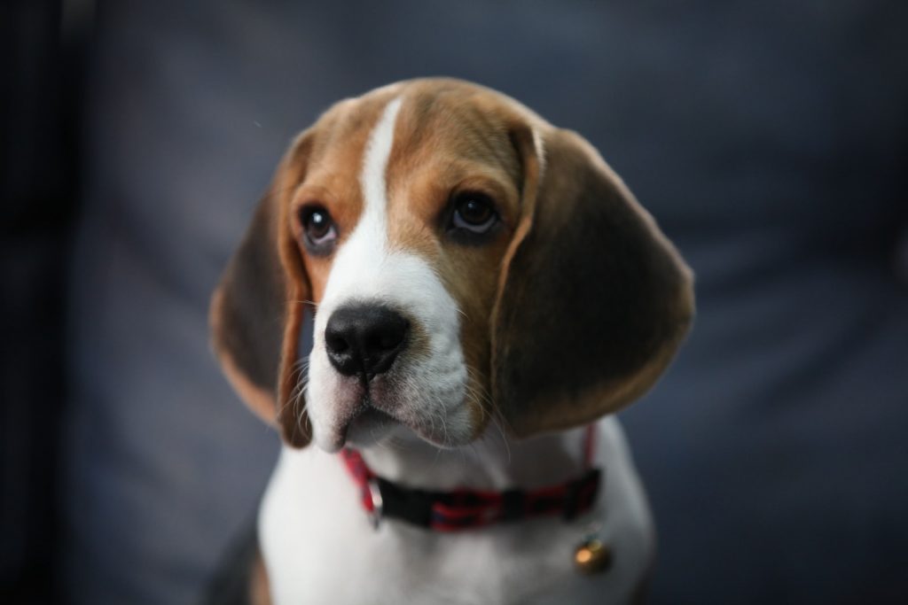 Best Goods for Beagle Puppies