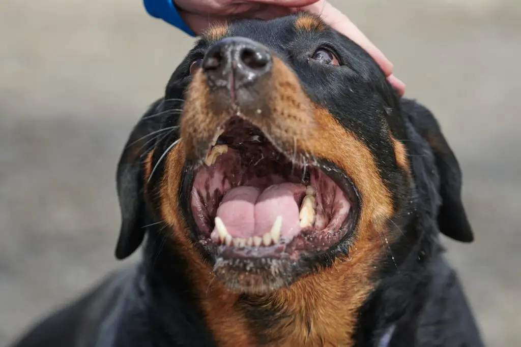 Why Does My Dog’s Bottom Jaw Chatter?