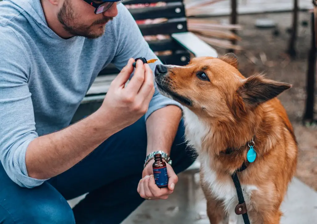 Is CBD Oil Good for Dogs with Anxiety Disorders?