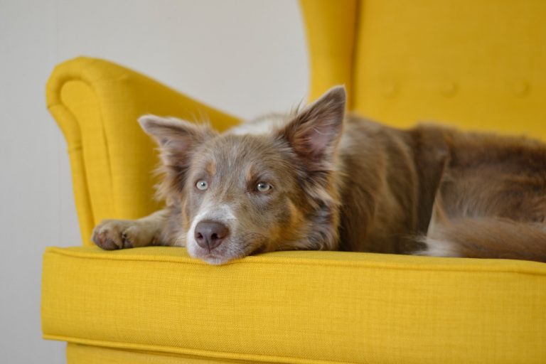 Choosing The Best Dog Repellent Spray For Furniture