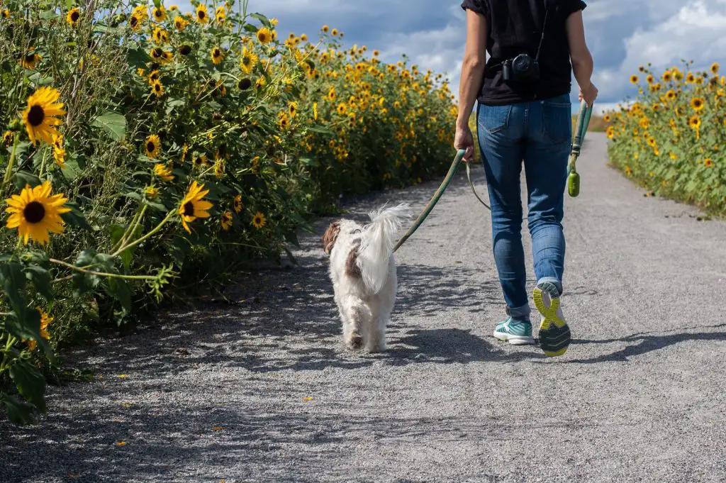 How Much Exercise Does a Dog Need Everyday?