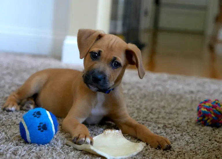 Get These 5 Best Toys For Deaf Dogs