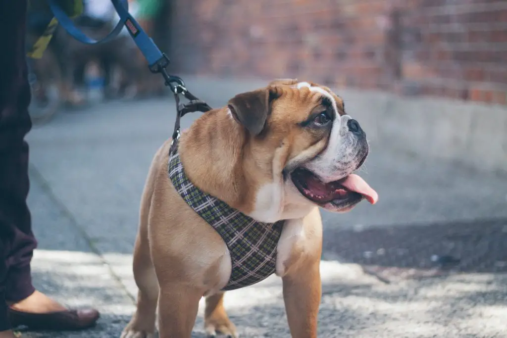 Best Bulldog Harnesses