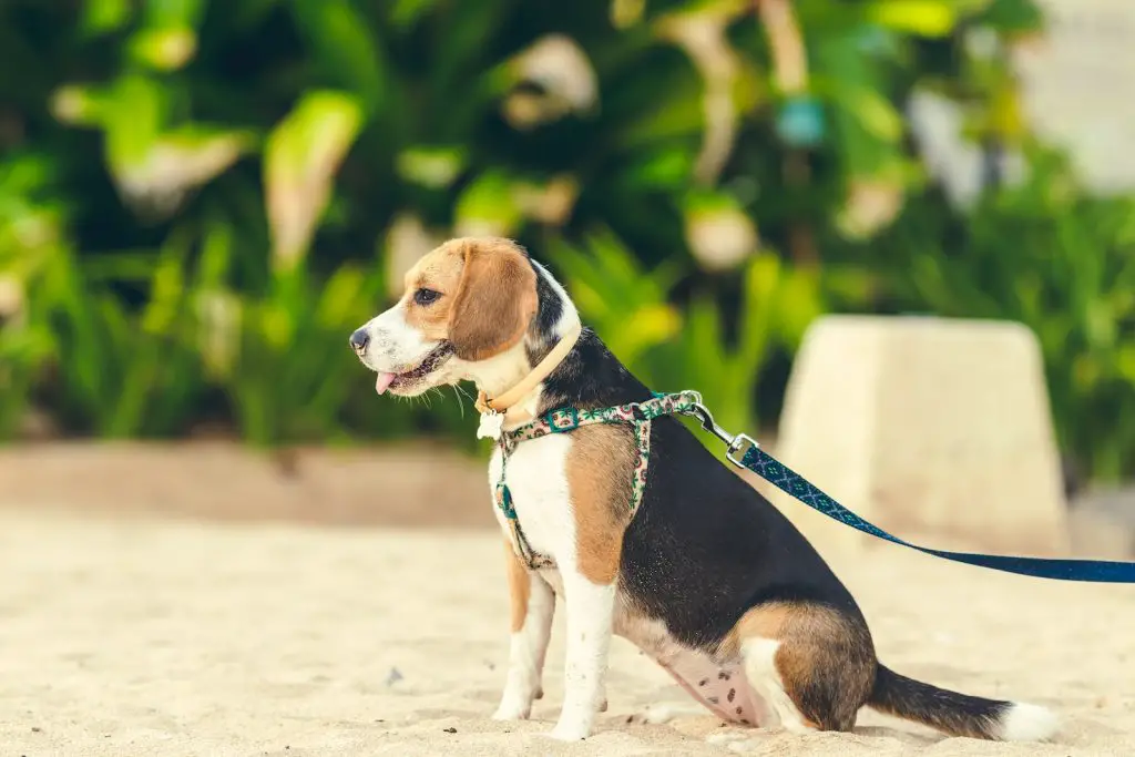 Best Beagle Dog Harnesses