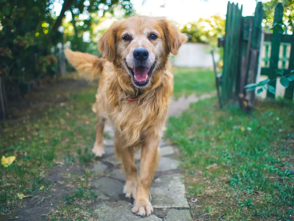 Best Wireless Fence For Large Dogs