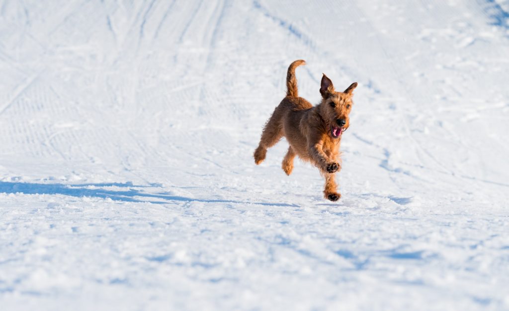 Best GPS Dog Trackers