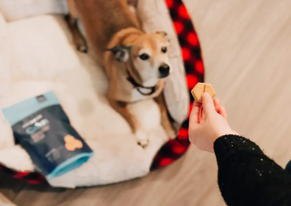 How To Choose The Best Treats For Your Dog