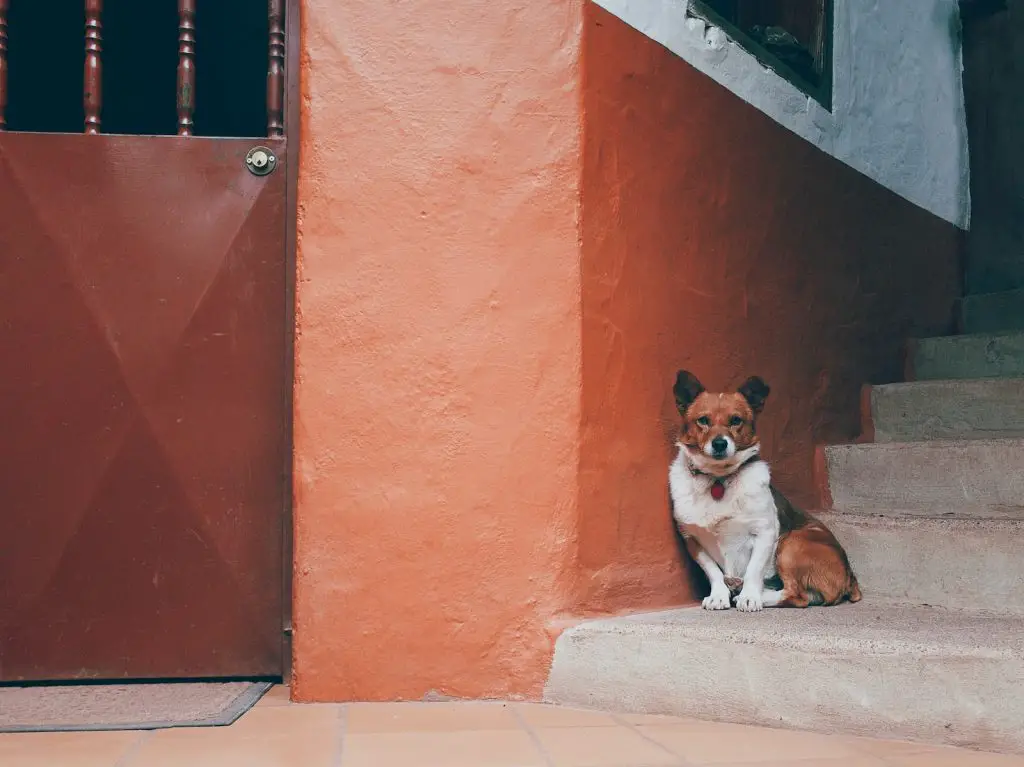 Why Is My Dog Staring At The Wall?