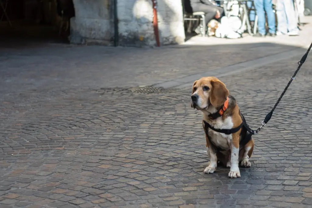 Best Beagle Dog Harnesses