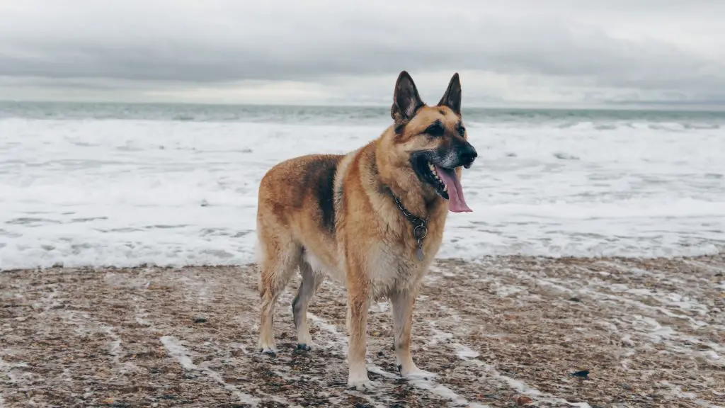 German Shepherd Kennels, Houses and Crates