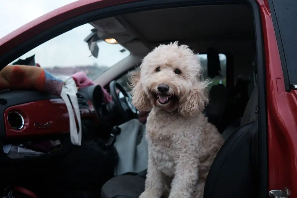 Best Seat Covers For Dog Hair