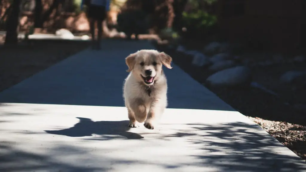 How To Train a 2-Month Old Puppy