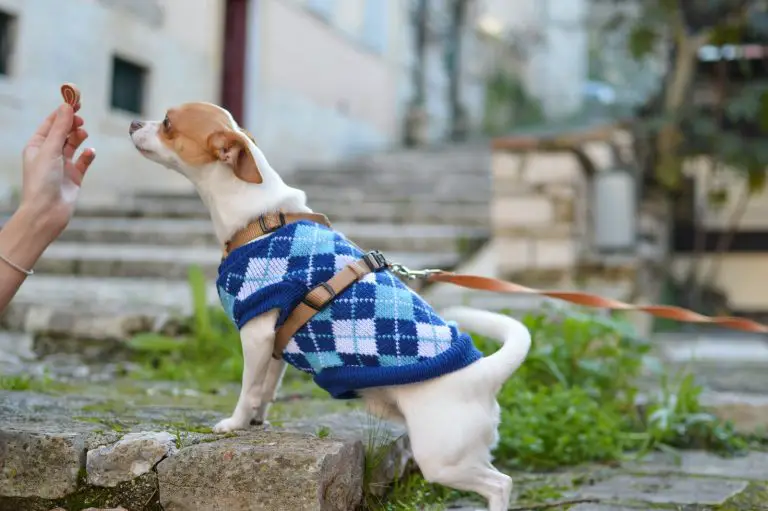 Differences Between Collar And Harness For A Dog