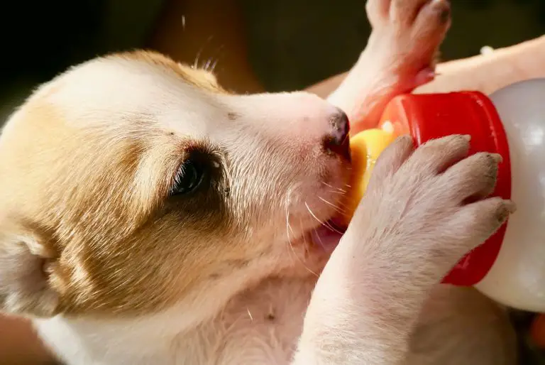 Can Dogs Eat Dairy? You Should Really Check this Out.