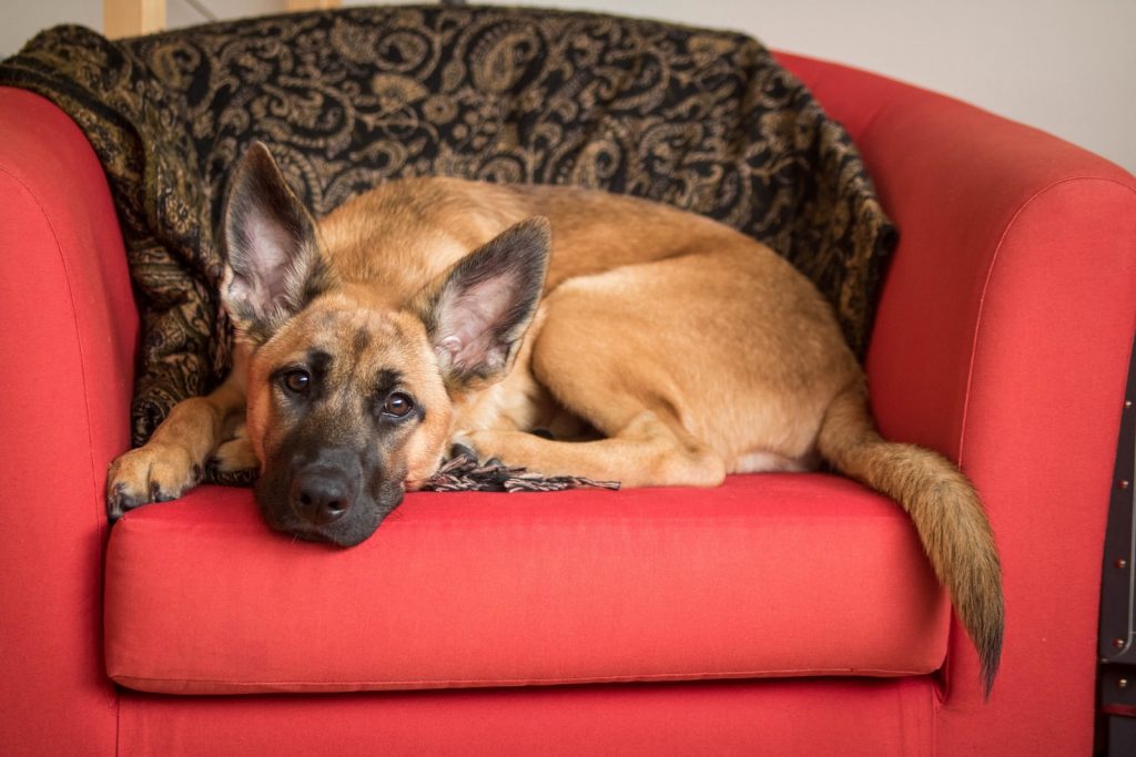 Best Dog Bed For German Shepherd