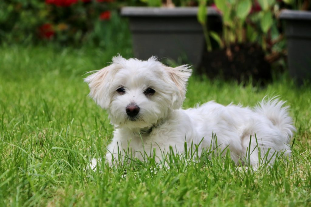Small Dog Breeds Characteristics and Care Tips