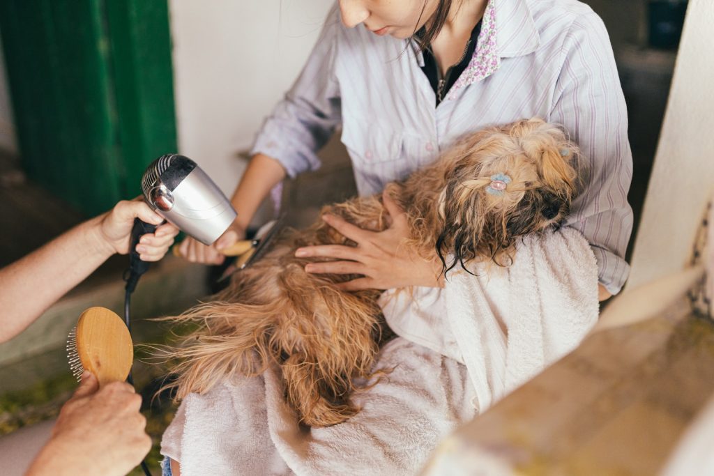 Best Dog Clippers For Matted Hair Now