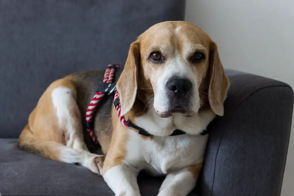 Best Beagle Dog Harnesses