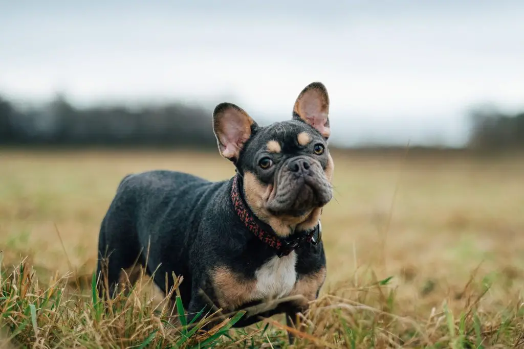 Best Bulldog Houses, Kennels, Crates