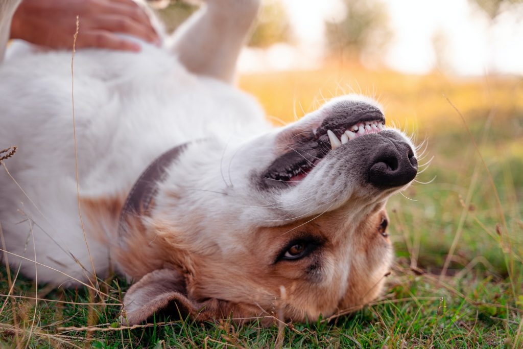 Why Do Dogs Like Belly Rubs? 