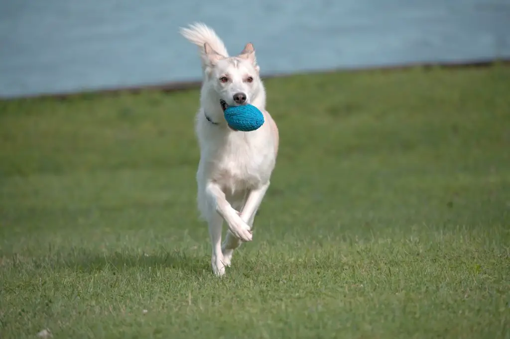 Best Toys For Deaf Dogs