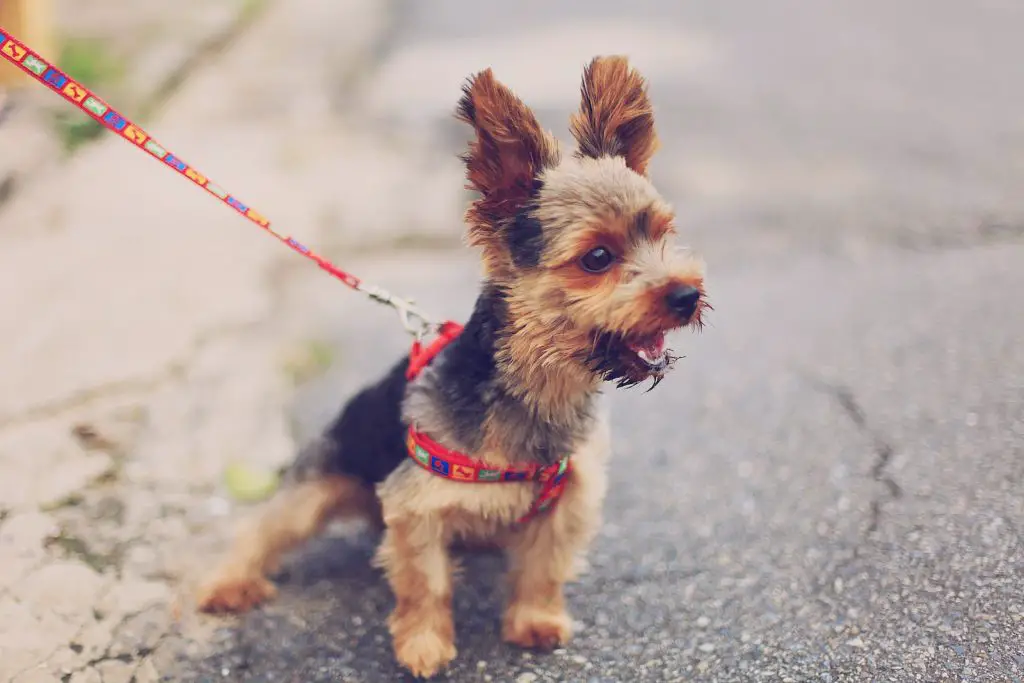 selective focus photography of brown and black yorkshire terrier puppy