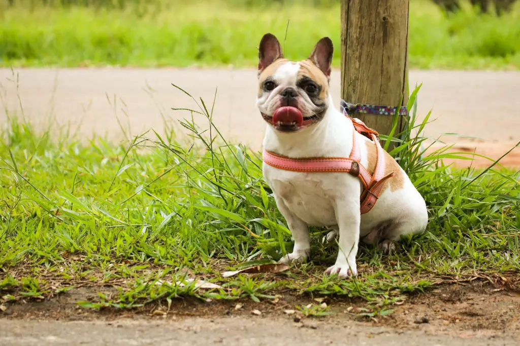 Best Bulldog Harnesses