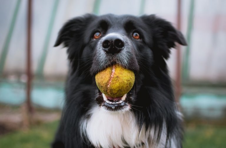 Why Do Dogs Love Balls?