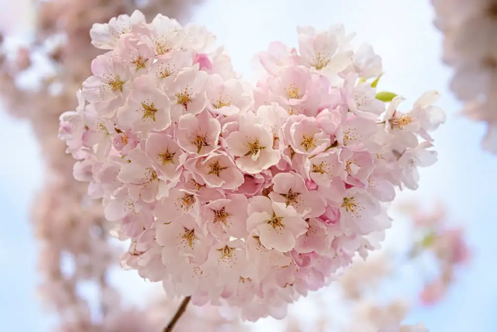 macro focus of pink flowers