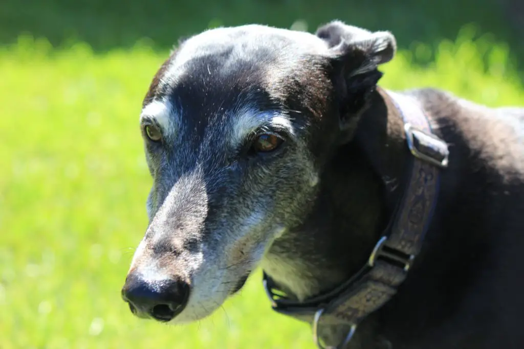 Why Do Greyhounds Wear Muzzles?