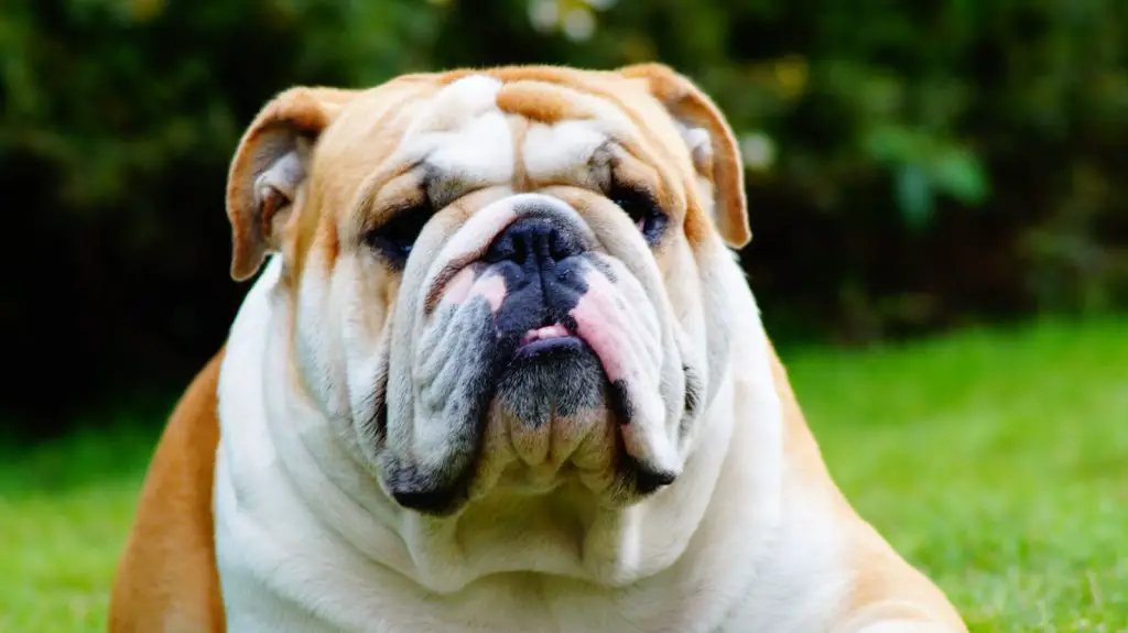 Why Are English Bulldogs So Expensive?