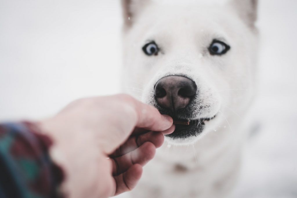 Can Dogs Eat Nuts?