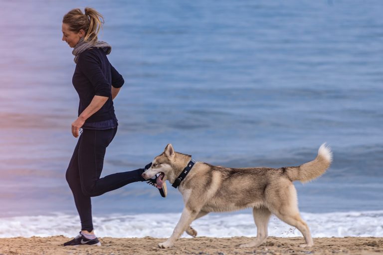 5 Best Dog Repellent For Runners To Run Worry Free