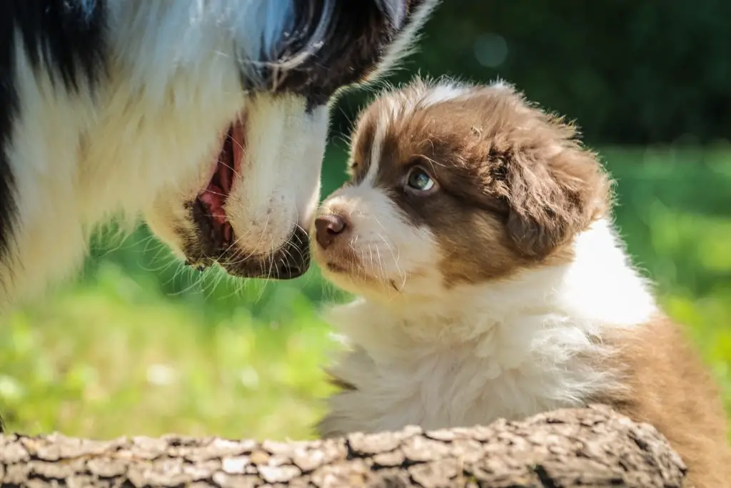 How Big Do Toy Aussies Get?