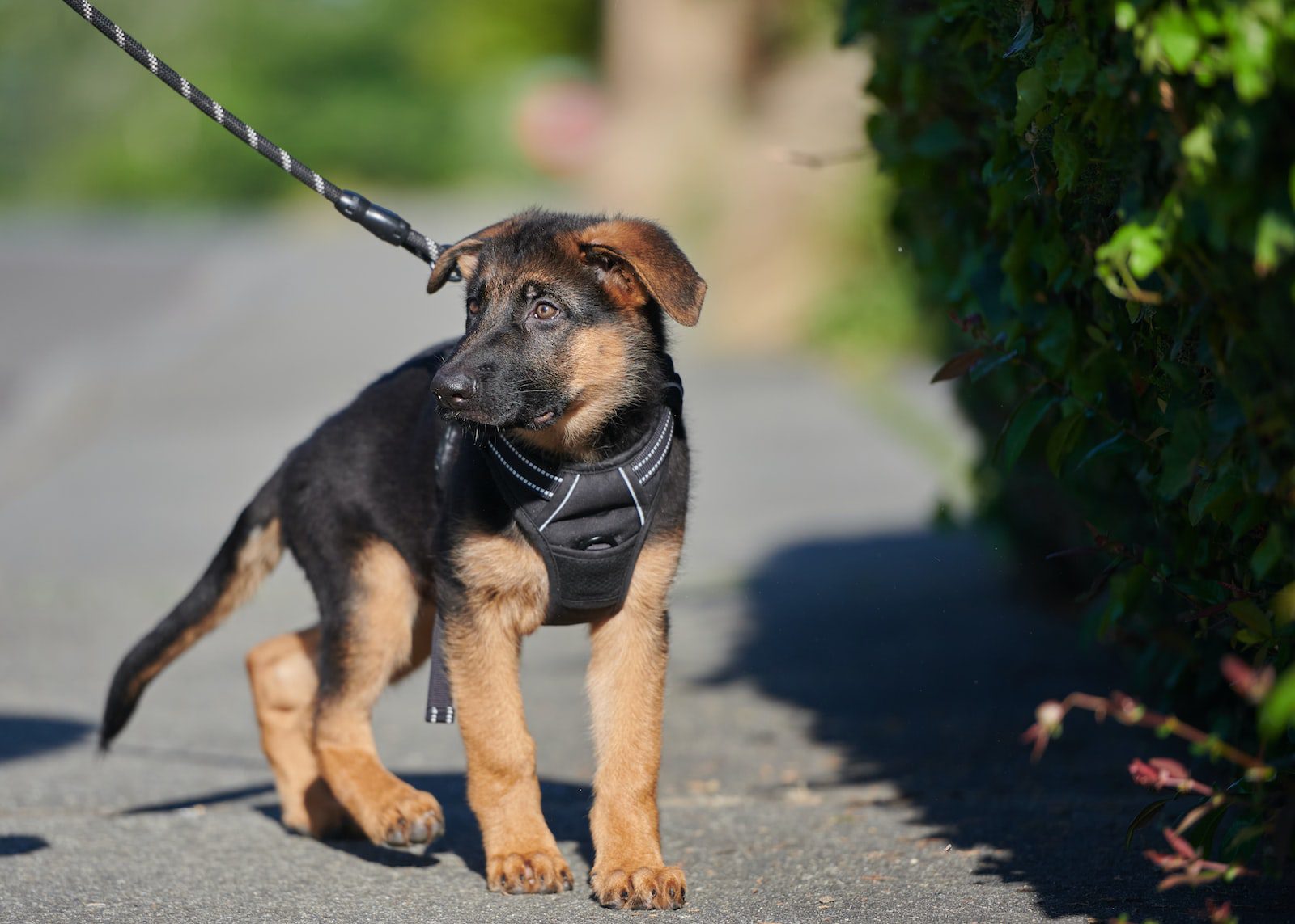 Best German Shepherd Dog Harnesses