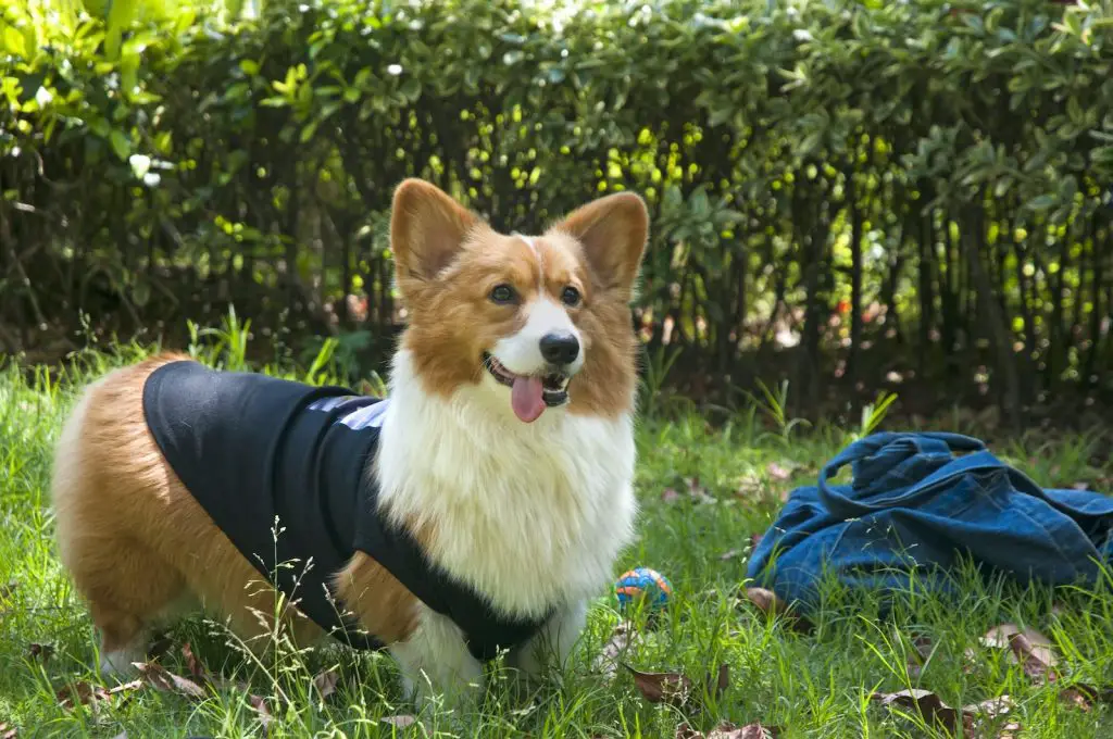 Best Dog Training Treat Bag For Giving Out Treats