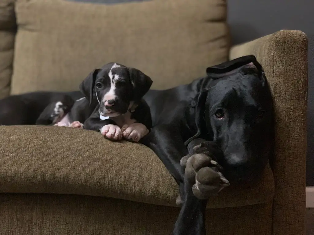 How Much Do Great Dane Puppies Cost?